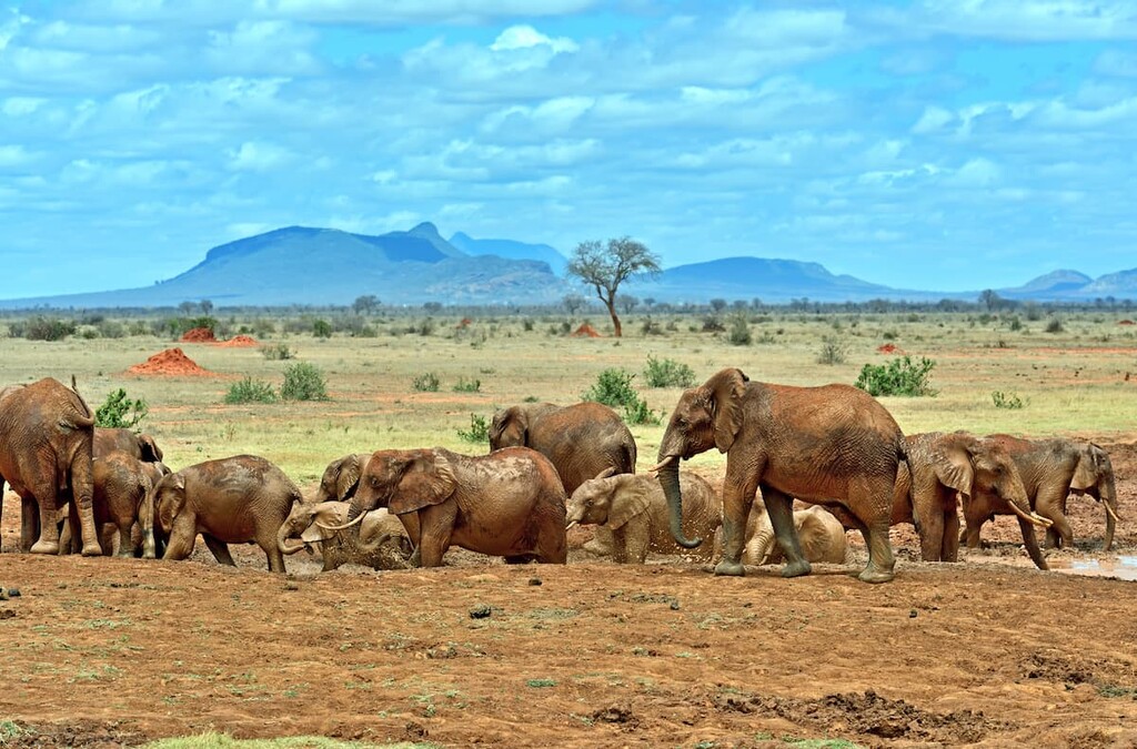 Tsavo East National Park, Kenya