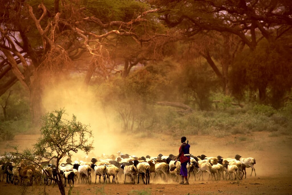 Shepherd leading a flock of goats, Kenya