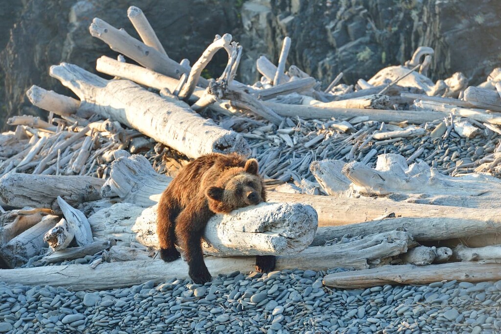 Bear sea of Okhotsk, Khabarovsk Region, Russia