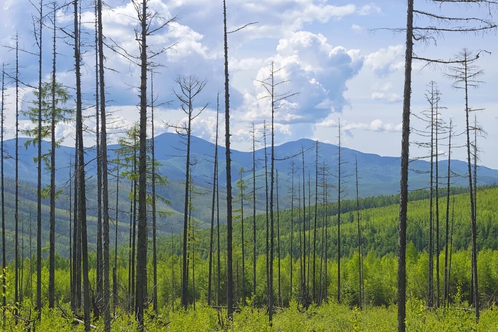 Bureya mountain ridge, Khabarovsk Region, Russia