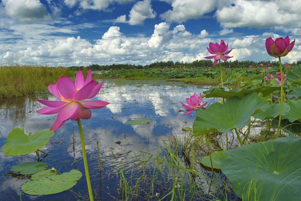 Lotus pond, Khabarovsk Region, Russia