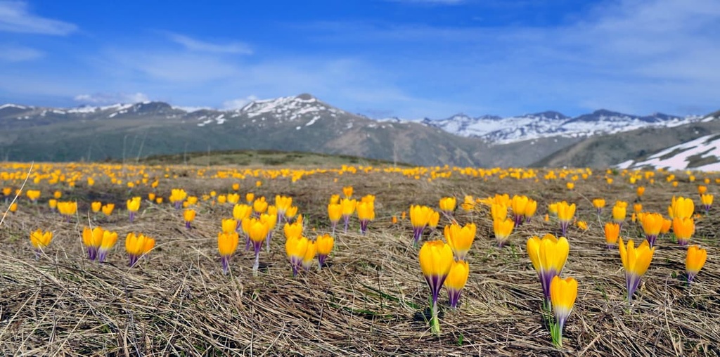 Meadows, Republic of Kosovo