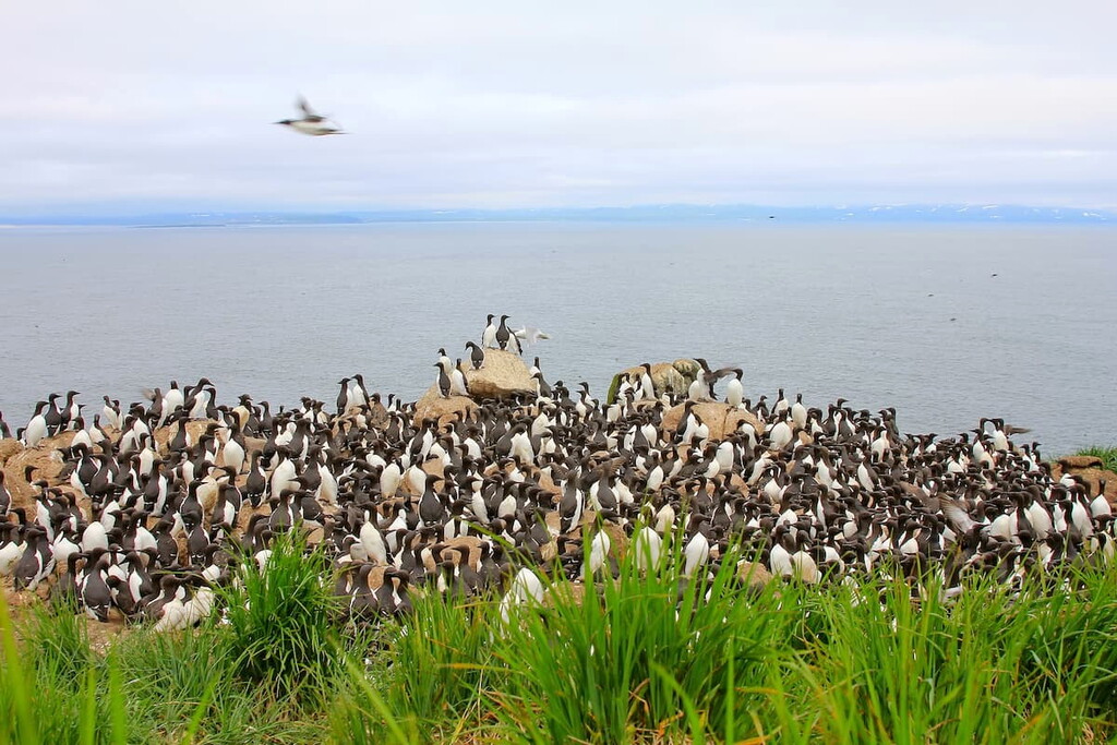 Sea birds colony in the Far east of Russia, Commander Islands, Kuril Islands