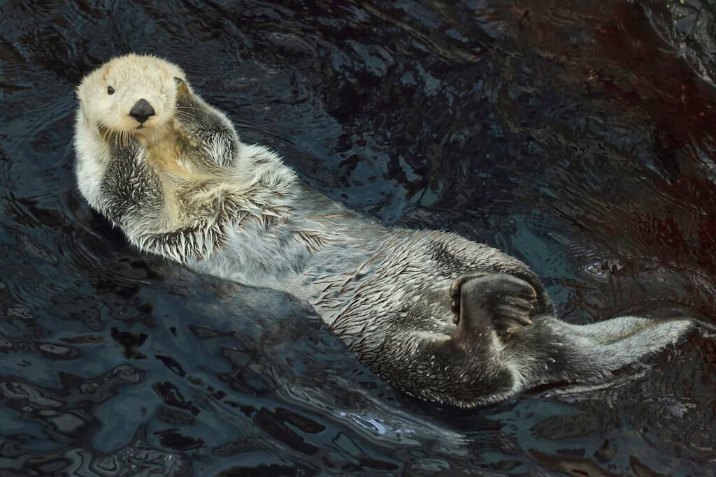 Sea otter, Kuril Islands