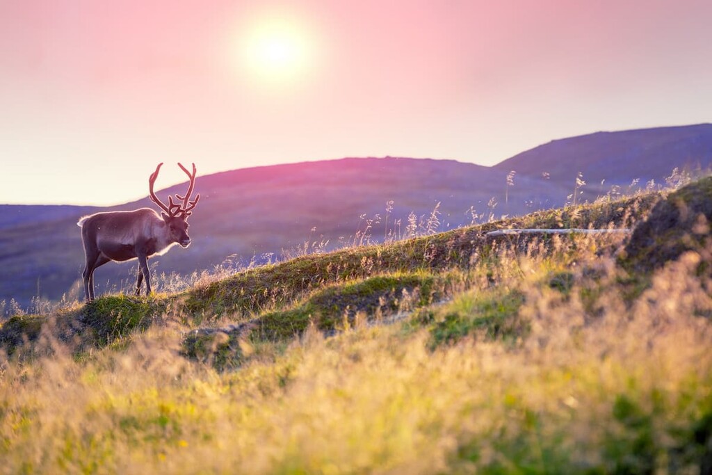 Reindeer, Lapland, Finland