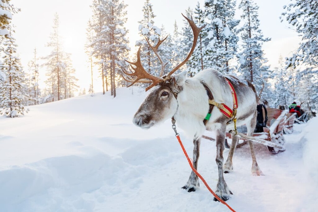 Reindeer, Lapland, Finland