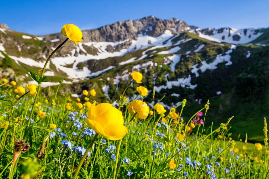 Blossoming alpine, Liechtenstein