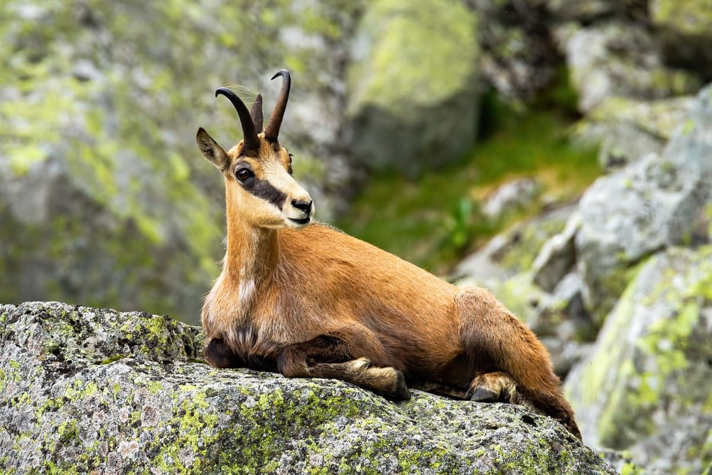 chamois, Ligurian Alps, Italy