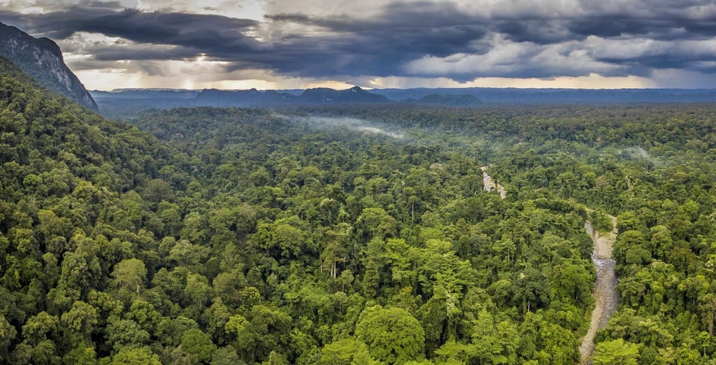 Borneo Montane Rainforest, Malaysia