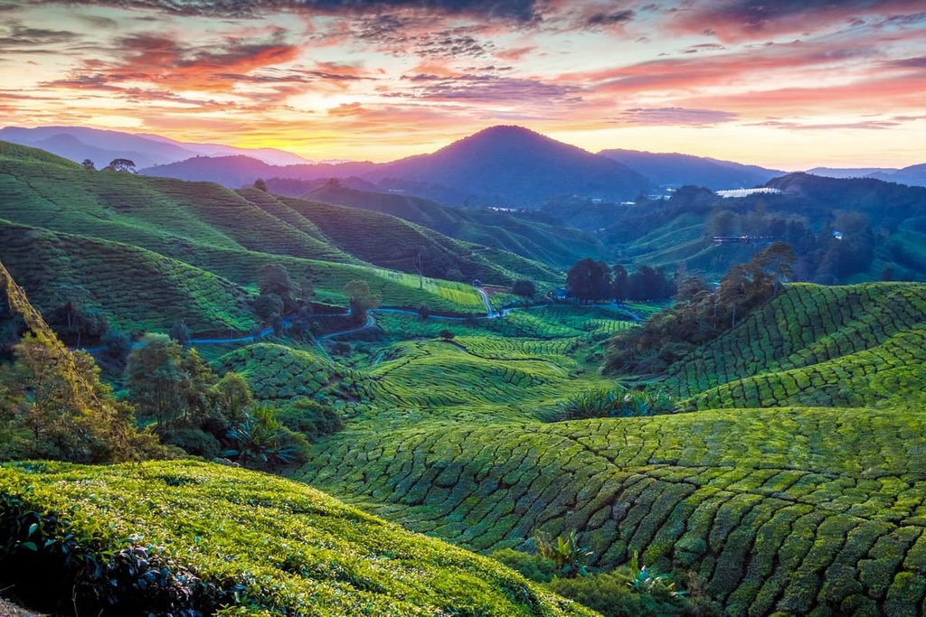 Cameron Highlands, Pahang, Malaysia