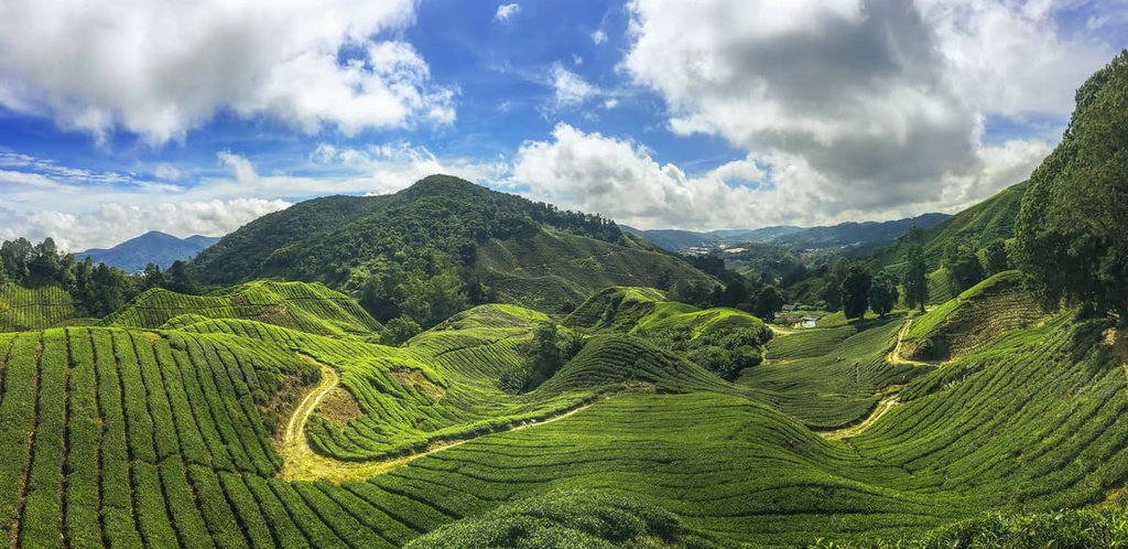 Cameron Highlands, Malaysia