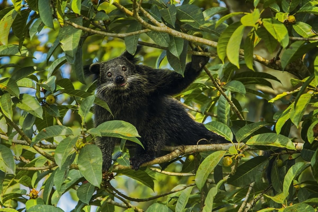 binturongs, Malaysia