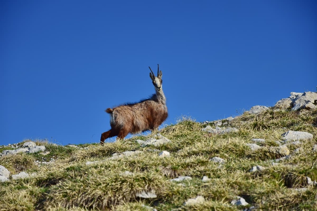 chamois,  Marmarole Group, Italy
