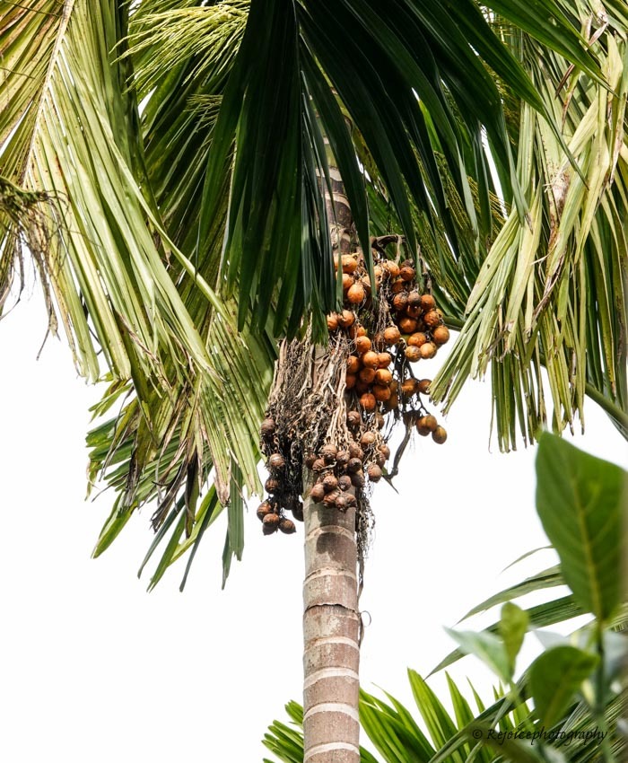 The areca (betel nut) palm is of great cultural significance, as in other parts of Southeast Asia. Meghalaya