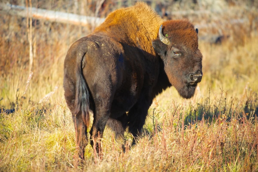 Wood Bison, Muskwa Ranges, Canada
