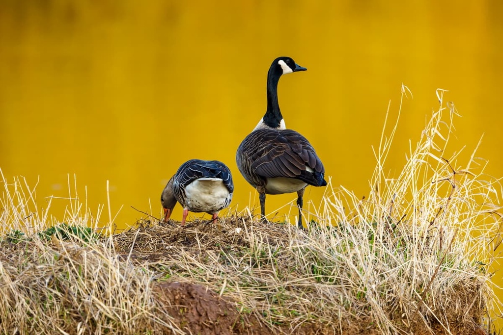 grebes, Muskwa Ranges, Canada