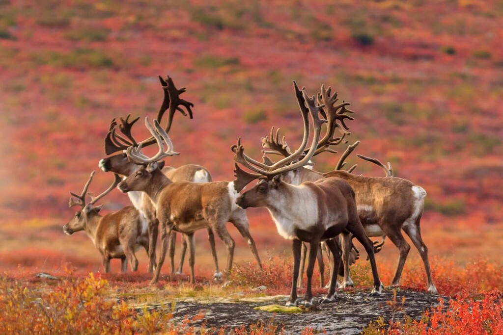 Northwest Territories, Canada