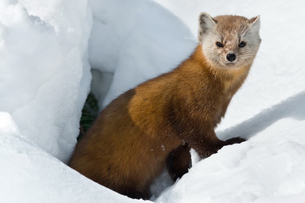 marten, Northwest Territories, Canada