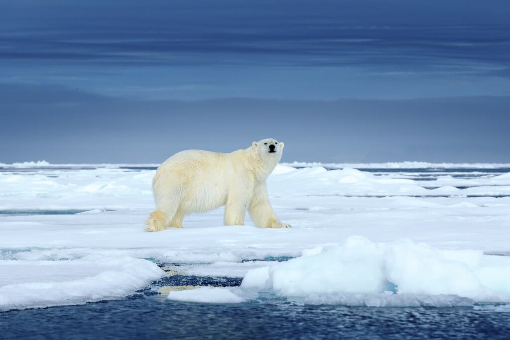 Polar bear, Northwest Territories, Canada