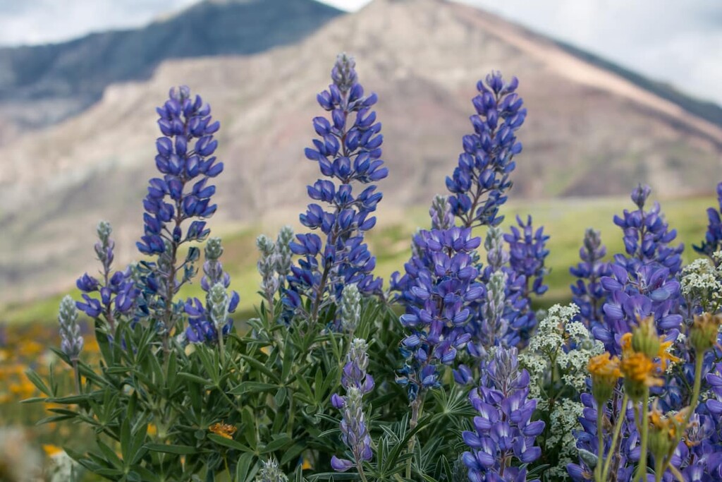  lupines flowers, Municipal District of Pincher Creek, Alberta