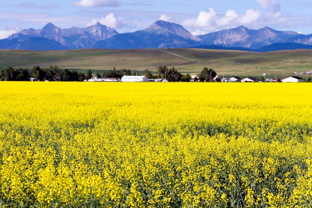 Village of Cowley, Municipal District of Pincher Creek, Alberta