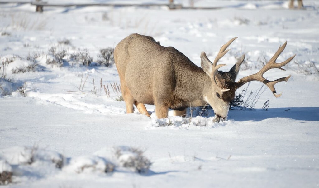 Wintering area for mule deer, Range, Idaho