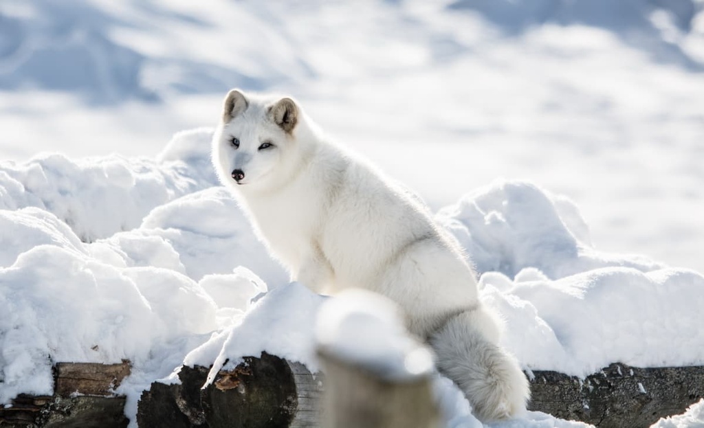 Arctic Fox,  Quebec, Canada