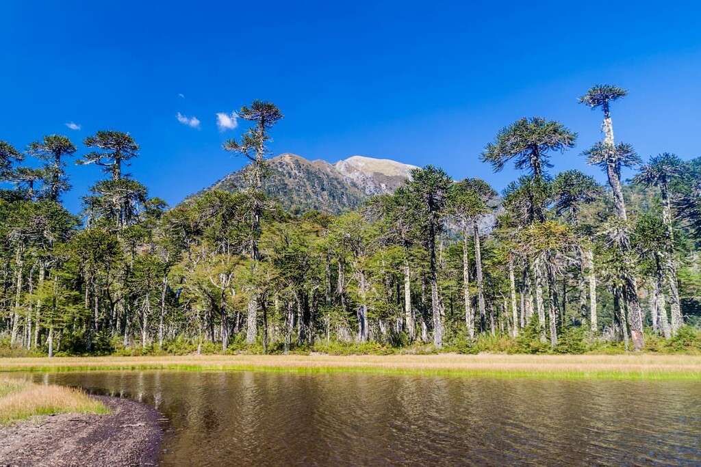 Laguna Toro lake in National Park Huerquehue, Chile