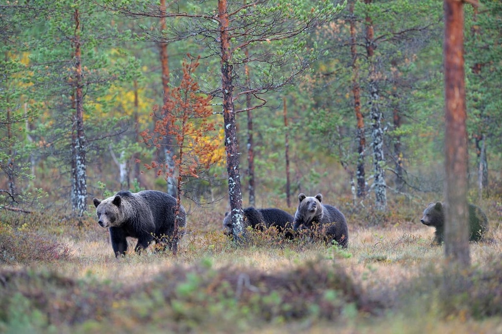 bears, Republic of Karelia, Russia