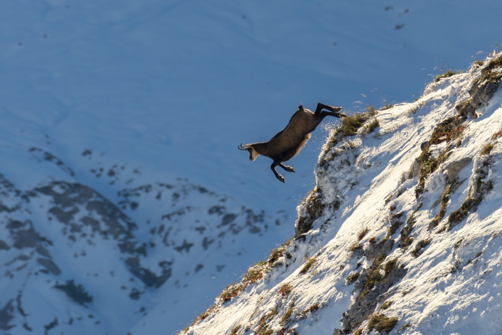 As in most of the mountainous regions of continental Europe, Chamois are frequently spotted residents of the Allgāu Alps. Allgau Alps