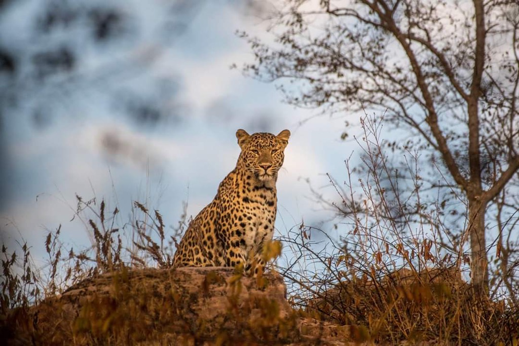 Leopards are both carnivorous and opportunistic hunters who prey on wild boar, deer, hare, and livestock. Andhra Pradesh Mountains