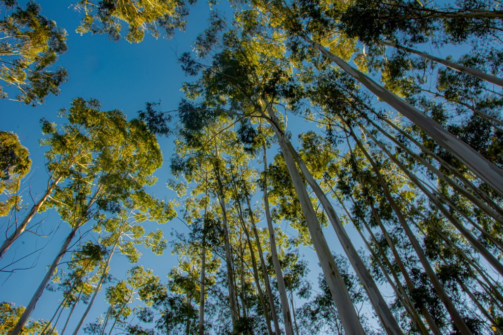 Eucalyptus trees stretching towards the sky. Andhra Pradesh Mountains