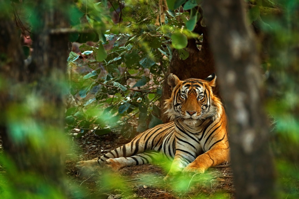 The Bengal Tiger is one of the most magnificent creatures on Earth. Sadly, its population is dwindling. Andhra Pradesh Mountains