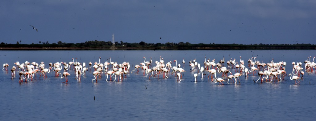 Pulicat Lake, the renowned bird sanctuary in Andhra Pradesh. Andhra Pradesh Mountains