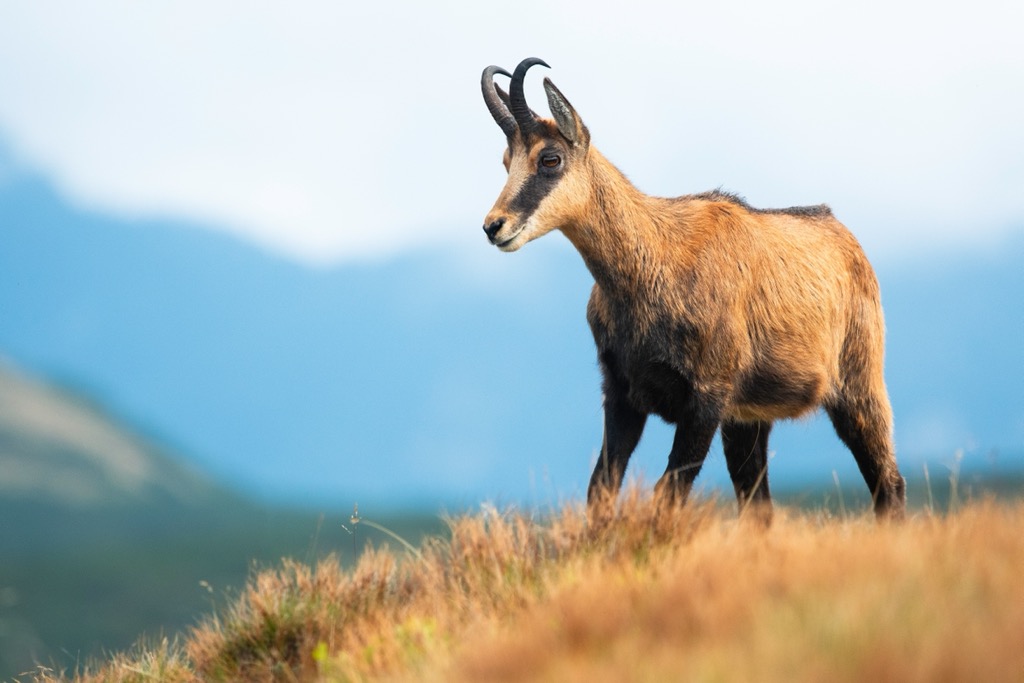 chamois, Andorra aerial
