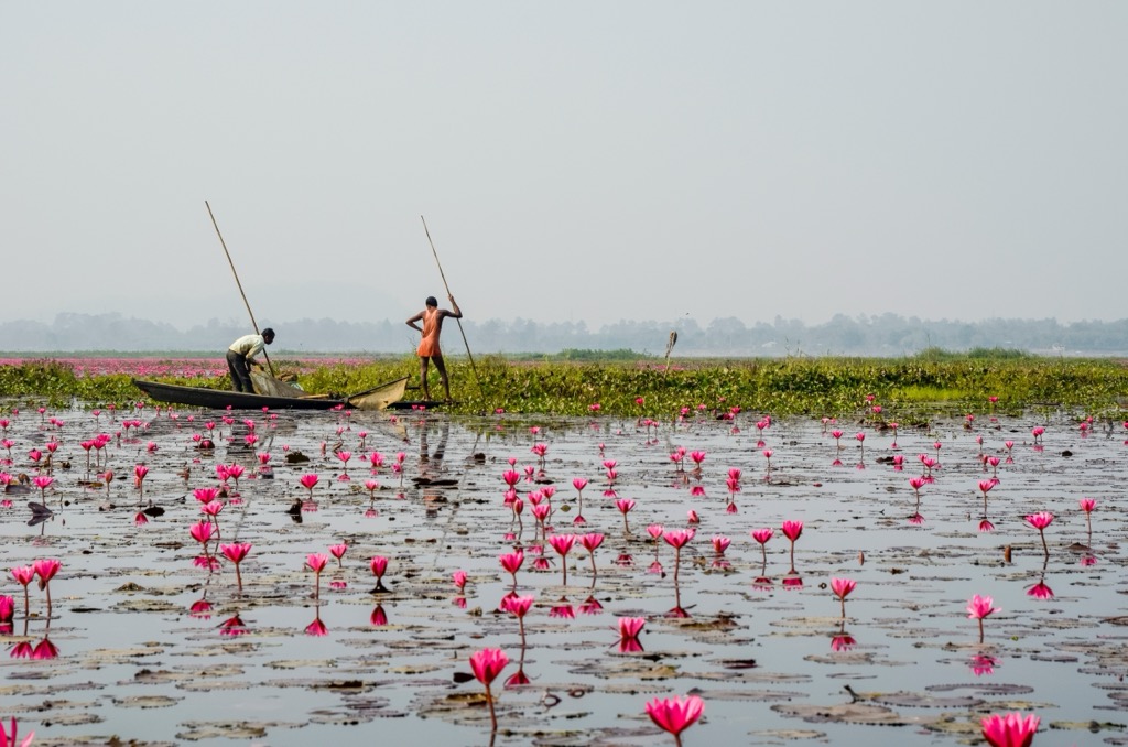 Two locals fishing in the Urpad Beel wetland during the red lotus bloom. Assam Mountains