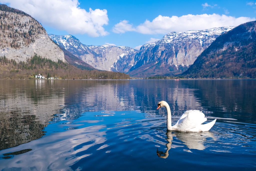 Swan, Austria