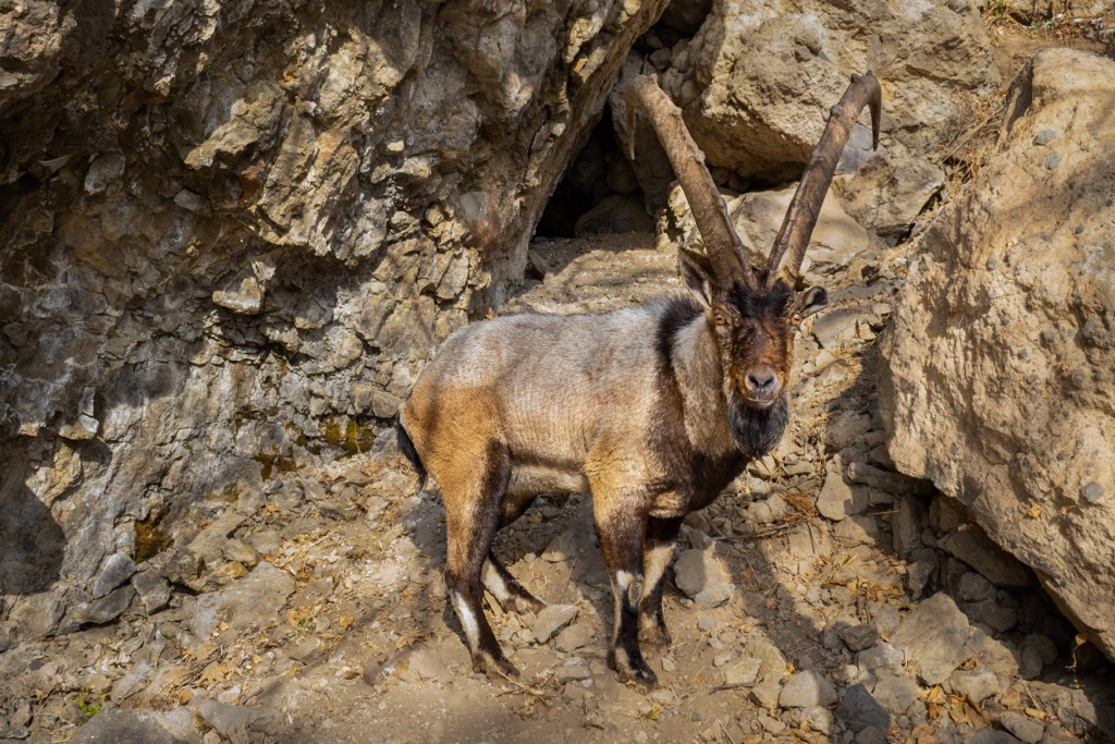 Bezoar goat, Azerbaijan