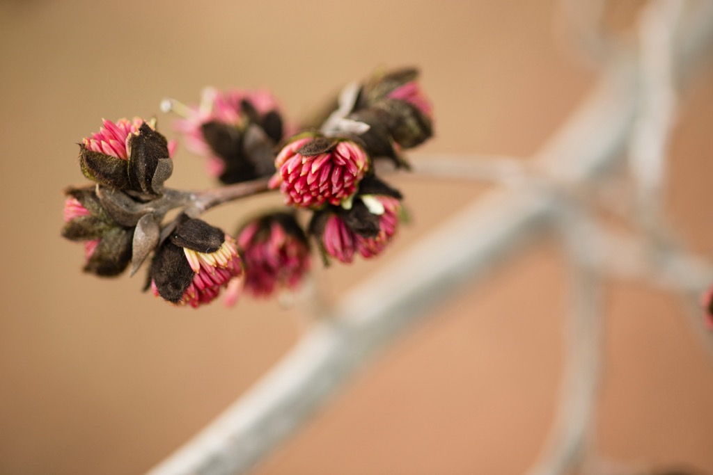 Parrotia persica blooms, Azerbaijan