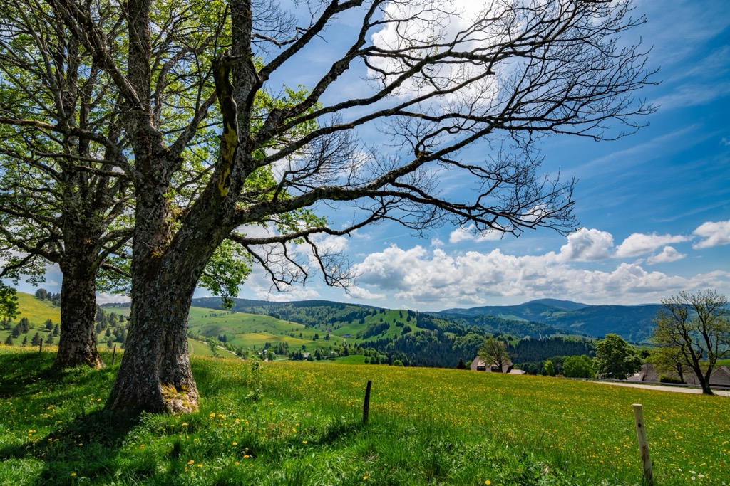 Black Forest National Park, Baden-Württemberg, Germany