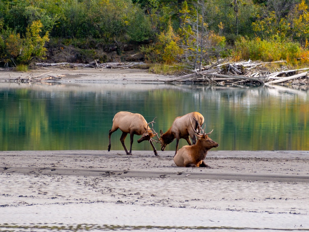 Bare Range, Alberta