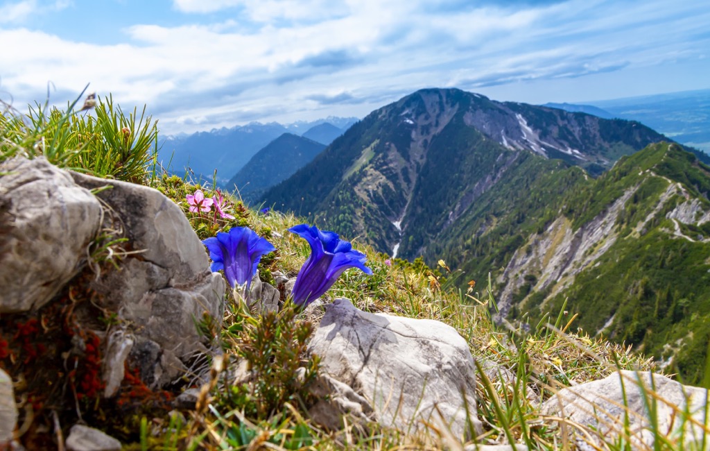 Flowers, Bavarian Alps, Germany