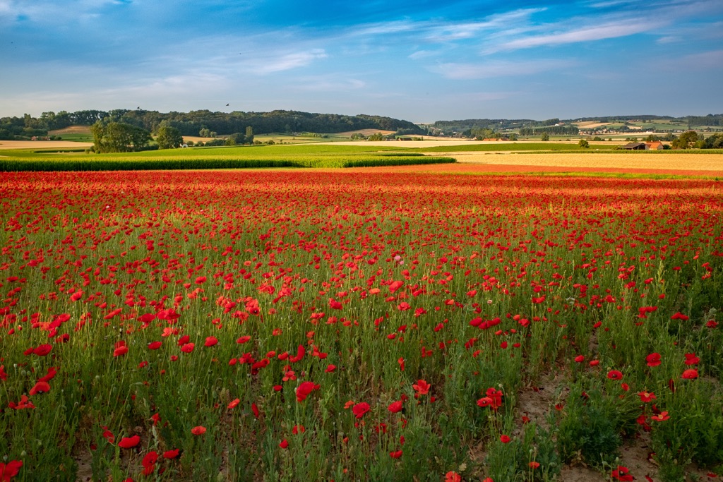 Field of Flanders Poppies, Belgium