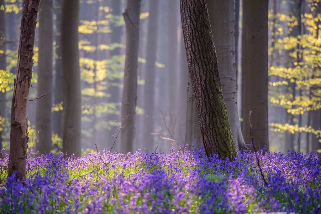 forest, Belgium