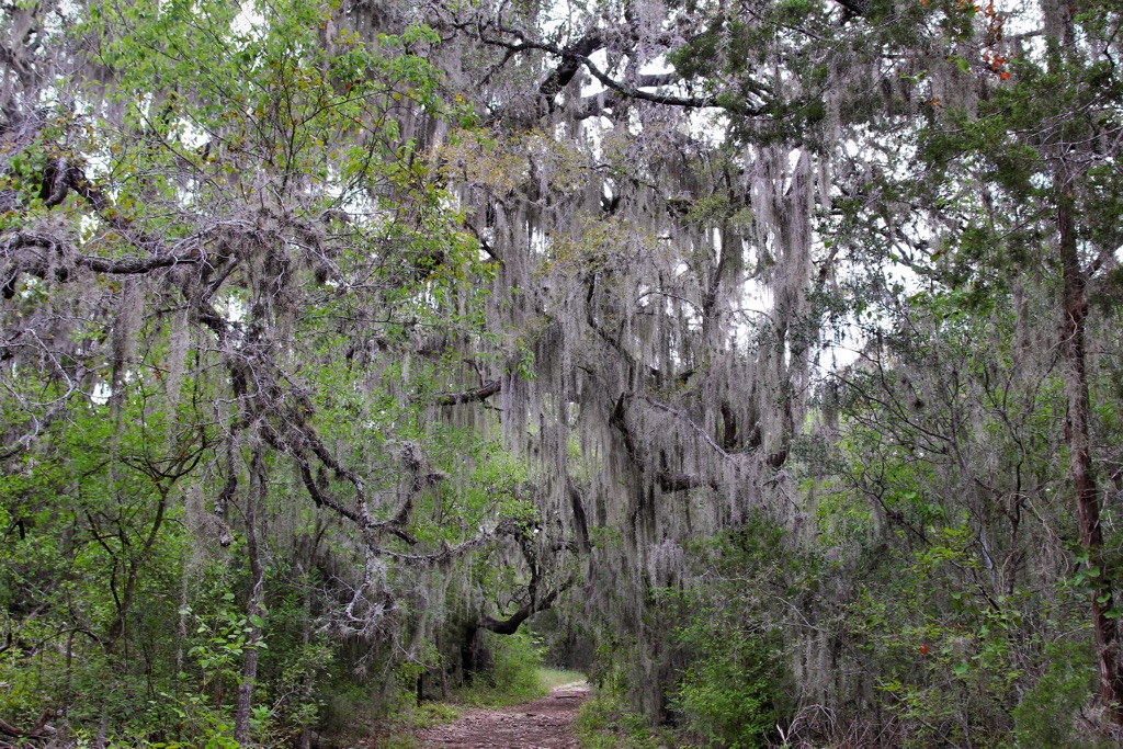 Moss in Government Canyon. Bexar County