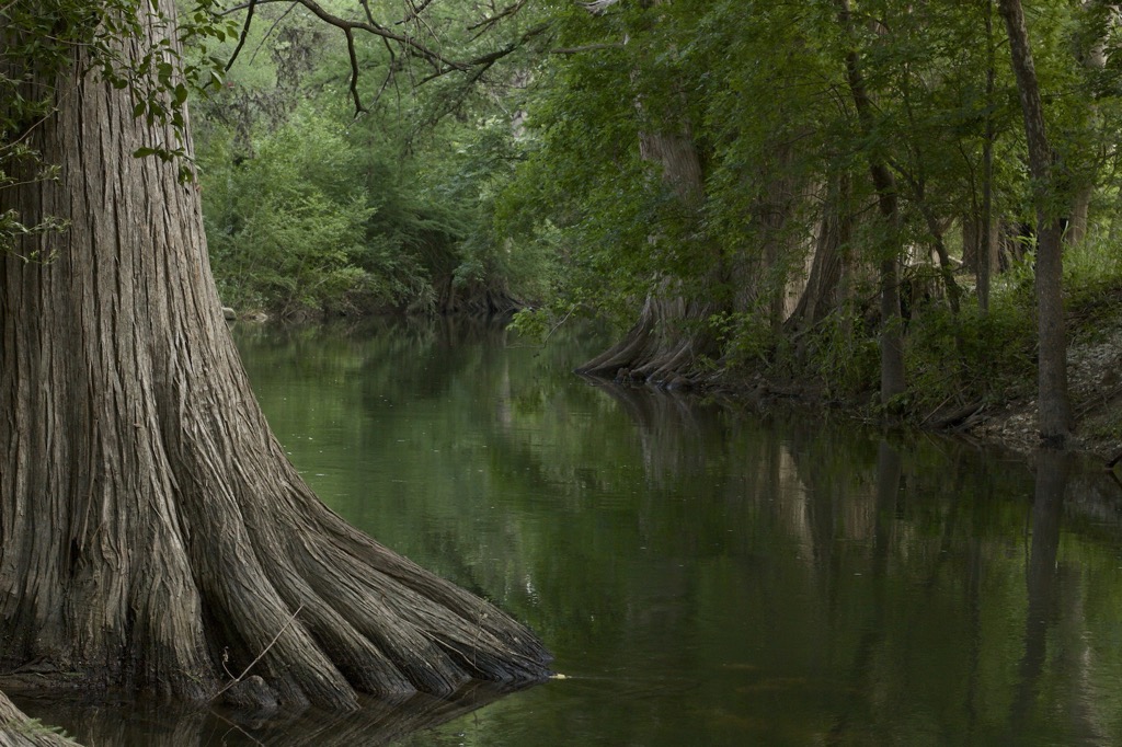 Riparian zones along Cibolo Creek. Bexar County
