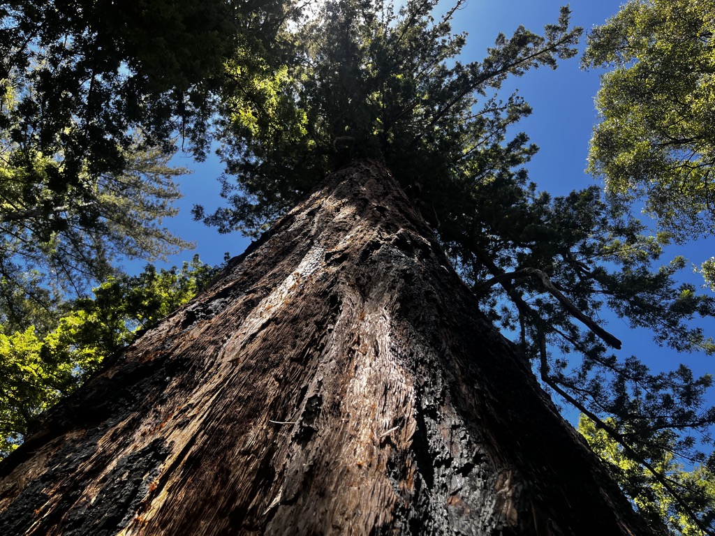 The Mother Tree. Photo: Sergei Poljak. Big Sur Sykes Hot Springs