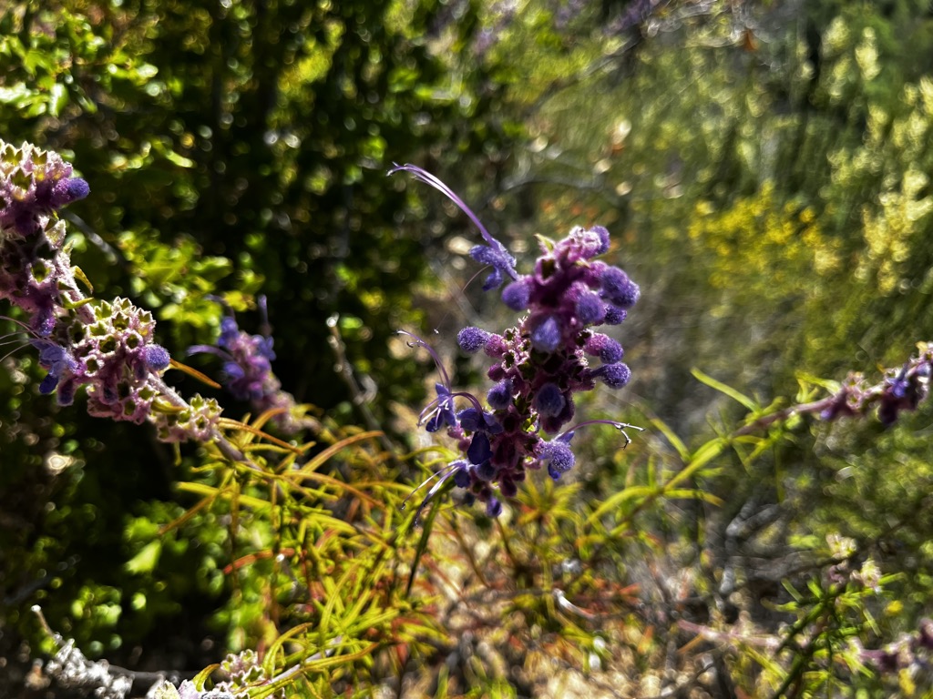 Wildflowers. Photo: Sergei Poljak. Big Sur Sykes Hot Springs