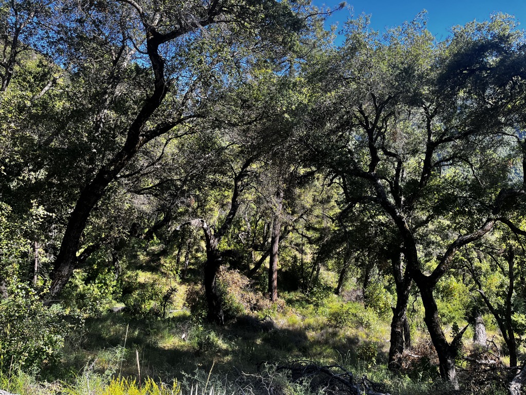 Venturing away from the coast, we saw fewer redwoods. Photo: Sergei Poljak. Big Sur Sykes Hot Springs
