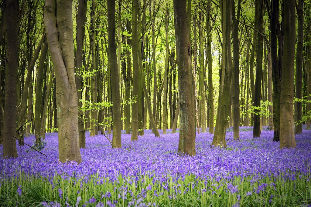 Bluebells in the forest, United Kingdom